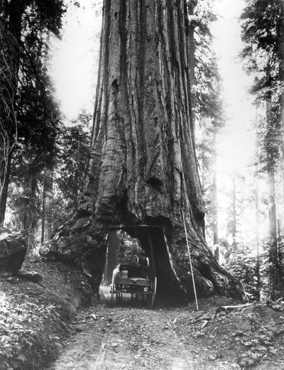 The Wawona Tunnel Tree in the Mariposa Grove by American Photographer